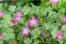 Geranium 'Orkney Cherry'(s)