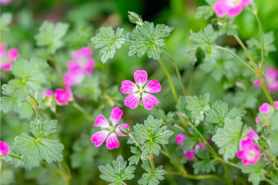 Geranium 'Orkney Cherry'(s)