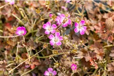 Geranium 'Orkney Cherry'(s)