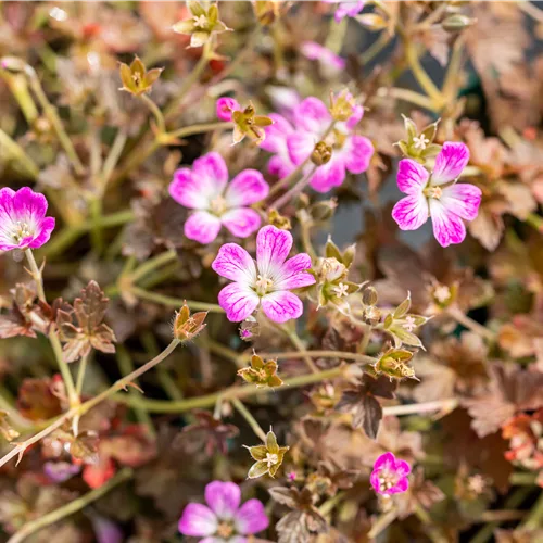Geranium 'Orkney Cherry'(s)