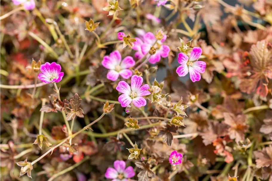 Geranium 'Orkney Cherry'(s)