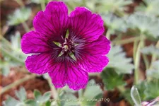 Geranium 'Jolly Jewel Purple'
