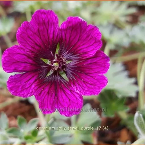 Geranium 'Jolly Jewel Purple'