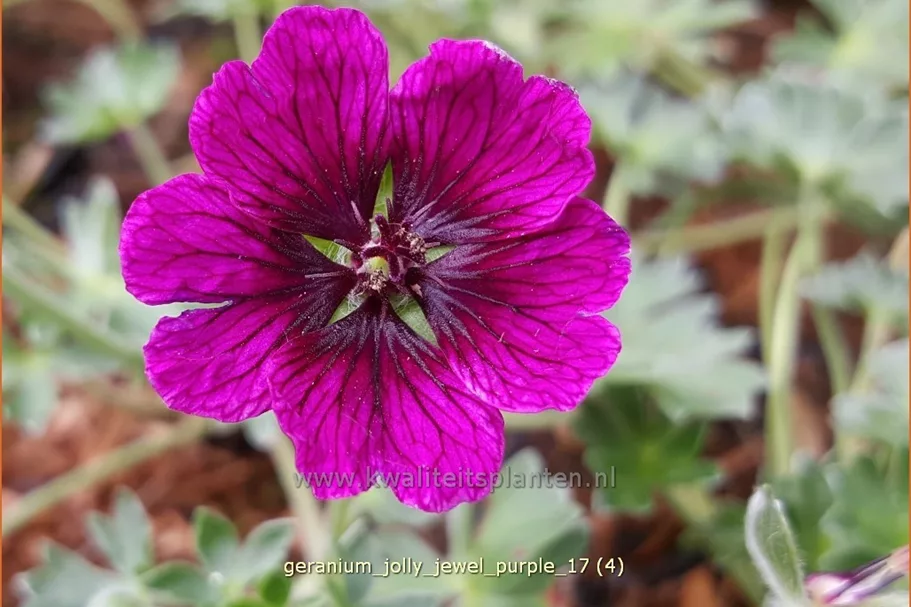 Geranium 'Jolly Jewel Purple'