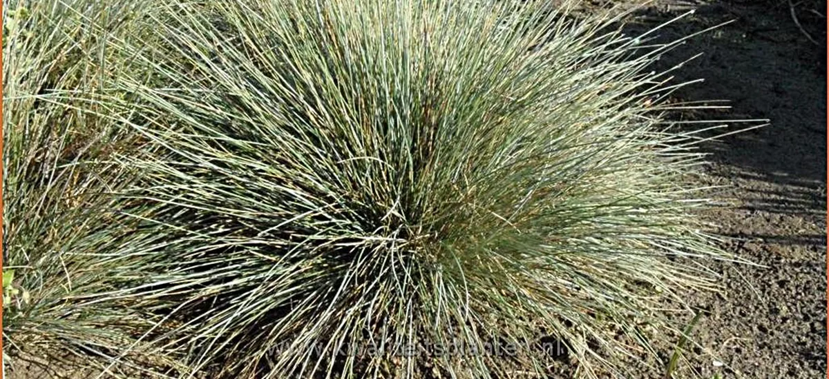 Festuca glauca 'Azurit'