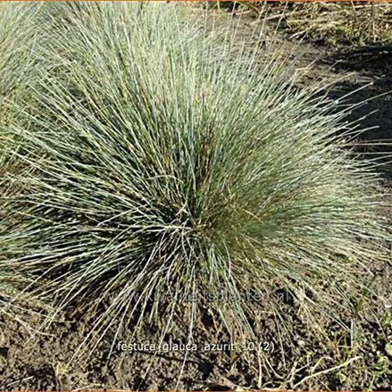 Festuca glauca 'Azurit'