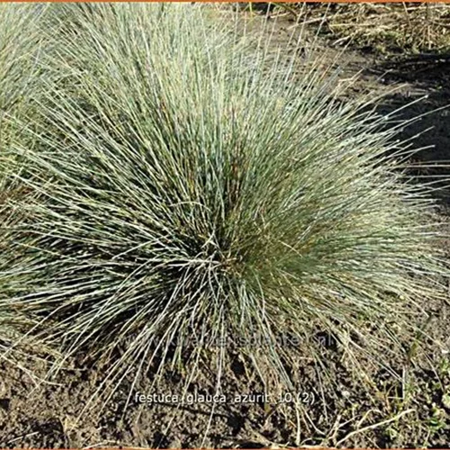 Festuca glauca 'Azurit'