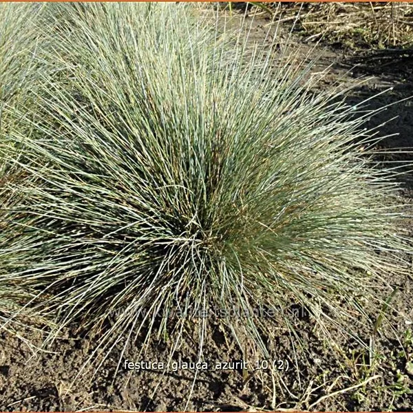 Festuca glauca 'Azurit'