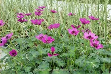 Geranium 'Jolly Jewel Purple'