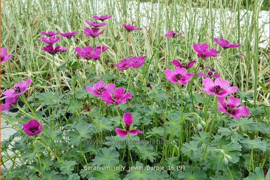 Geranium 'Jolly Jewel Purple'