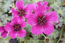 Geranium 'Jolly Jewel Purple'