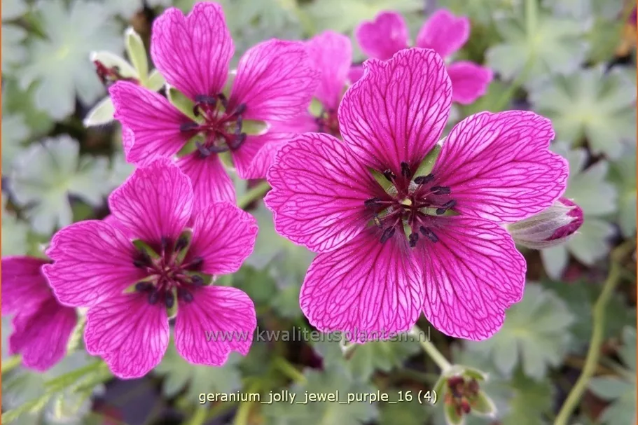 Geranium 'Jolly Jewel Purple'