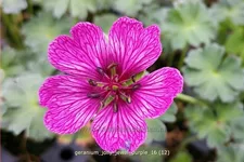 Geranium 'Jolly Jewel Purple'