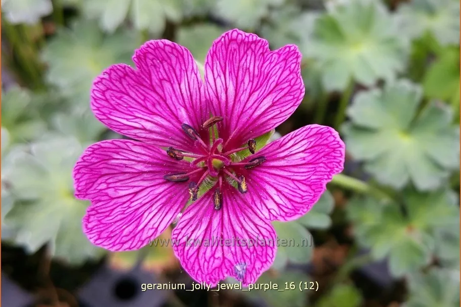 Geranium 'Jolly Jewel Purple'