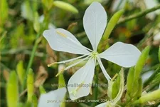 Gaura lindheimeri 'Cool Breeze'