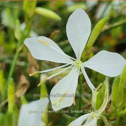 Gaura lindheimeri 'Cool Breeze'