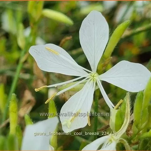 Gaura lindheimeri 'Cool Breeze'