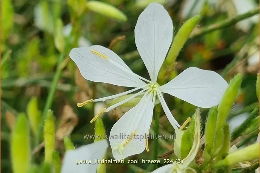 Gaura lindheimeri 'Cool Breeze'