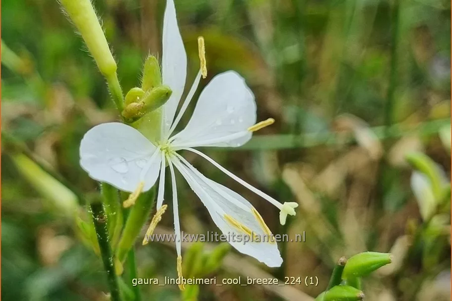 Gaura lindheimeri 'Cool Breeze'
