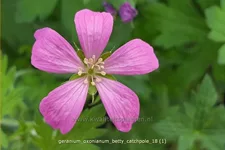 Geranium oxonianum 'Betty Catchpole'