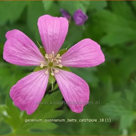 Geranium oxonianum 'Betty Catchpole'
