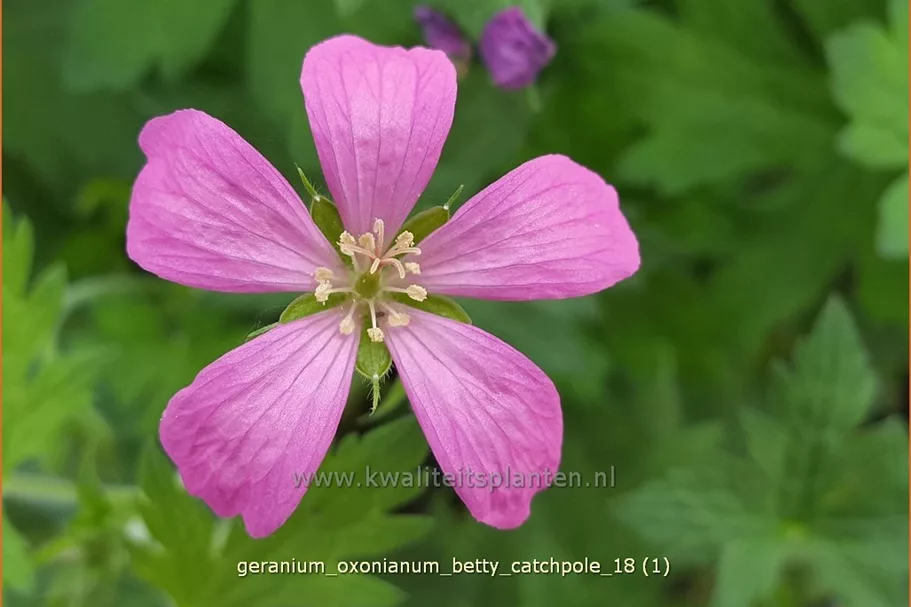 Geranium oxonianum 'Betty Catchpole'