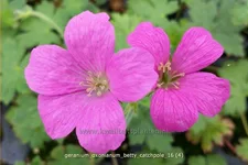 Geranium oxonianum 'Betty Catchpole'