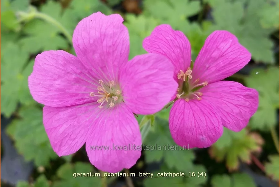Geranium oxonianum 'Betty Catchpole'