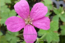 Geranium oxonianum 'Betty Catchpole'