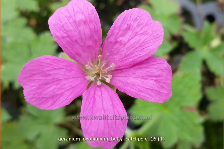 Geranium oxonianum 'Betty Catchpole'