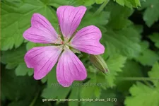 Geranium x oxonianum 'Claridge Druce'