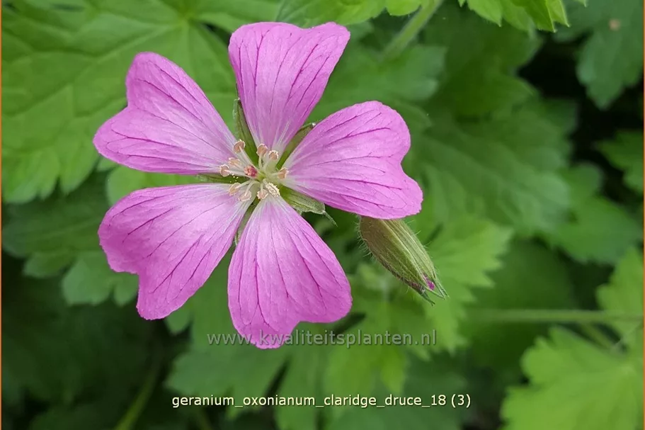 Geranium x oxonianum 'Claridge Druce'