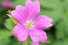 Geranium x oxonianum 'Claridge Druce'