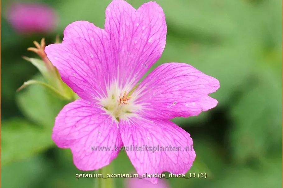 Geranium x oxonianum 'Claridge Druce'