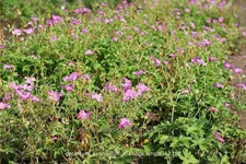 Geranium x oxonianum 'Claridge Druce'