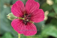Geranium cinereum 'Jolly Jewel Raspberry'