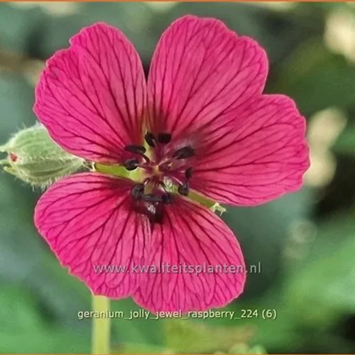 Geranium cinereum 'Jolly Jewel Raspberry'