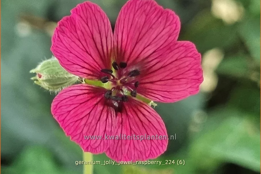 Geranium cinereum 'Jolly Jewel Raspberry'