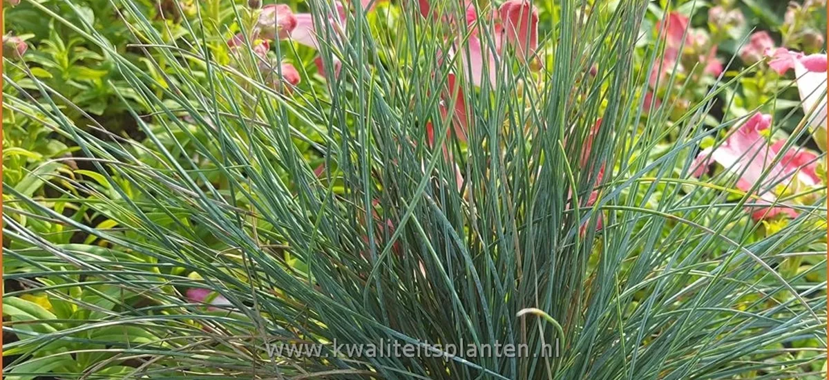 Festuca glauca 'Blaufuchs'