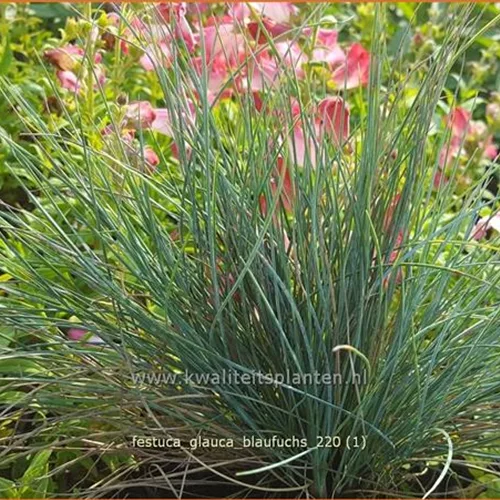 Festuca glauca 'Blaufuchs'
