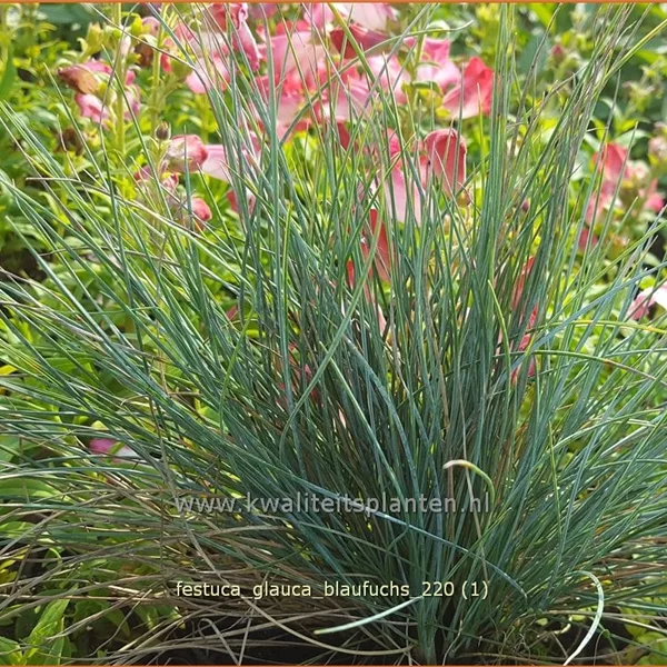 Festuca glauca 'Blaufuchs'