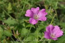 Geranium x oxonianum 'Claridge Druce'