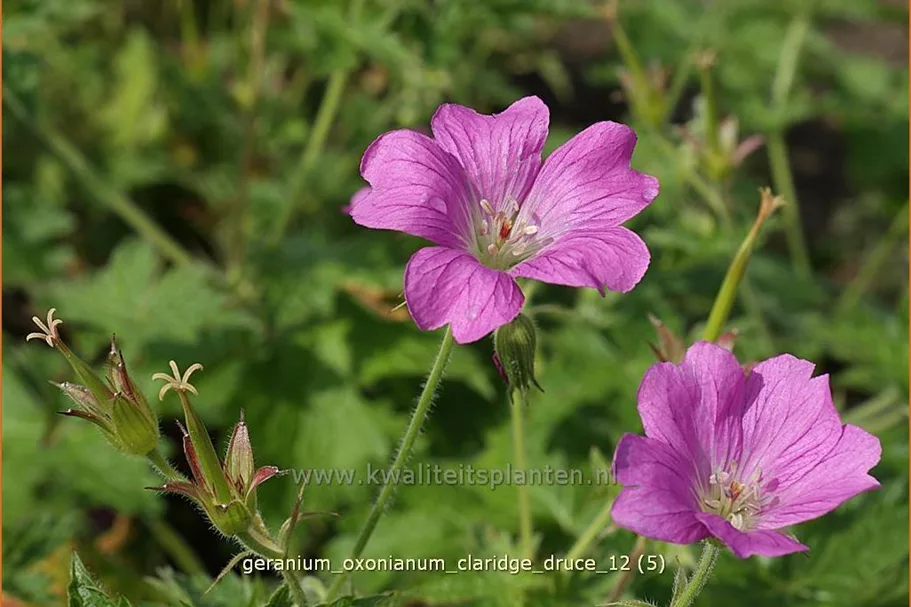 Geranium x oxonianum 'Claridge Druce'