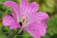 Geranium x oxonianum 'Claridge Druce'