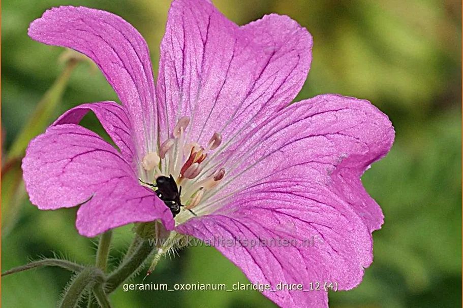 Geranium x oxonianum 'Claridge Druce'