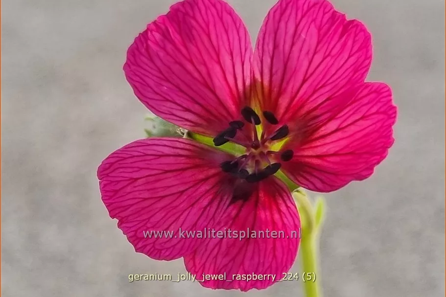 Geranium cinereum 'Jolly Jewel Raspberry'