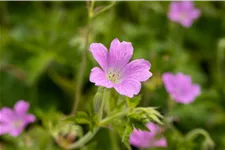 Geranium x oxonianum 'Rose Clair'