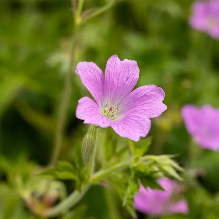 Geranium x oxonianum 'Claridge Druce'