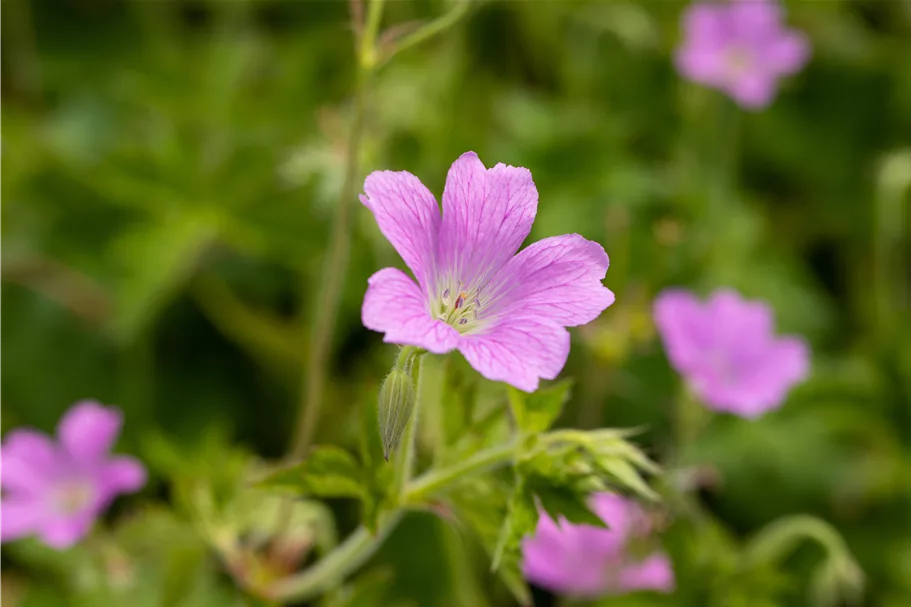 Geranium x oxonianum 'Rose Clair'