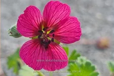 Geranium cinereum 'Jolly Jewel Raspberry'
